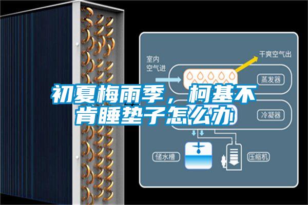 初夏梅雨季，柯基不肯睡垫子怎么办