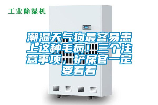 潮湿天气狗最容易患上这种毛病！三个注意事项，铲屎官一定要看看