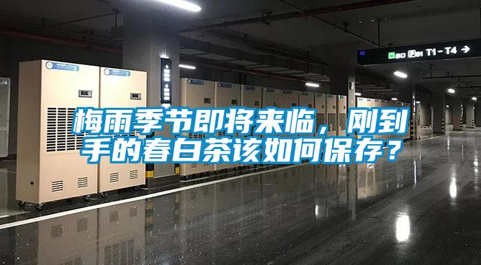 梅雨季节即将来临，刚到手的春白茶该如何保存？