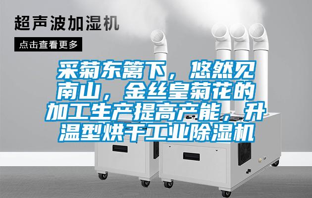 采菊东篱下，悠然见南山，金丝皇菊花的加工生产提高产能，升温型烘干工业精品一区二区三区水蜜桃