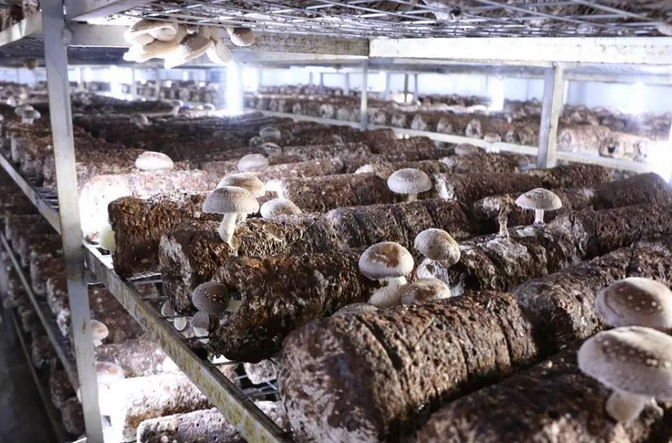 食用菌菌菇种植行业湿度加湿处理水蜜桃入口网页污