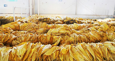  烟草行业环境加湿湿度控制水蜜桃入口网页污1