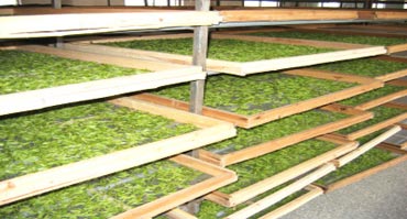 茶叶烘干处理水蜜桃入口网页污