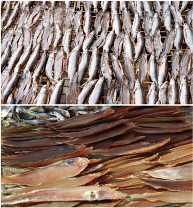 水产品烘干处理水蜜桃入口网页污