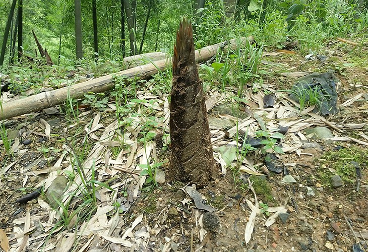 福建省漳州市芗城区客户闽笋干干燥烘干精品一区二区三区水蜜桃